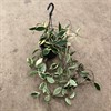 HOYA 13 CM FLAMINGO BÅGE 1X8